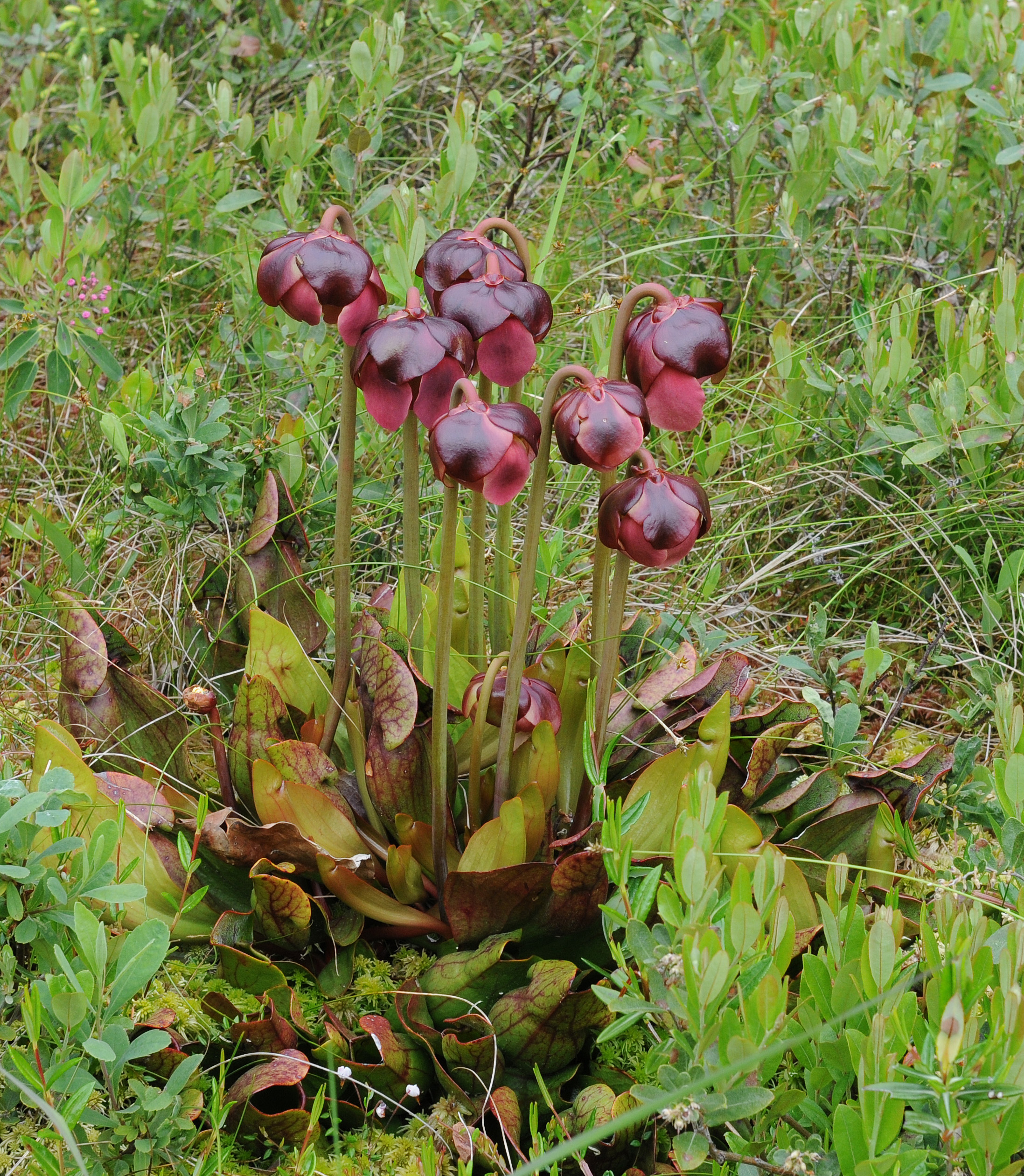 The Pitcher Plant